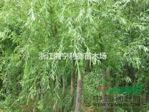 浙江垂柳，最新垂柳價(jià)格，最便宜垂柳批發(fā)價(jià)格