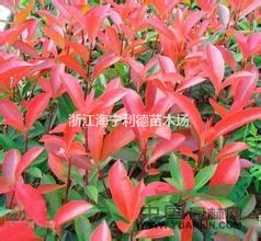 浙江紅葉石楠，紅葉石楠價格，最便宜紅葉石楠批發(fā)價格