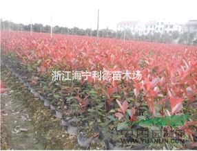 浙江紅葉石楠，紅葉石楠價格，最便宜紅葉石楠批發(fā)價格