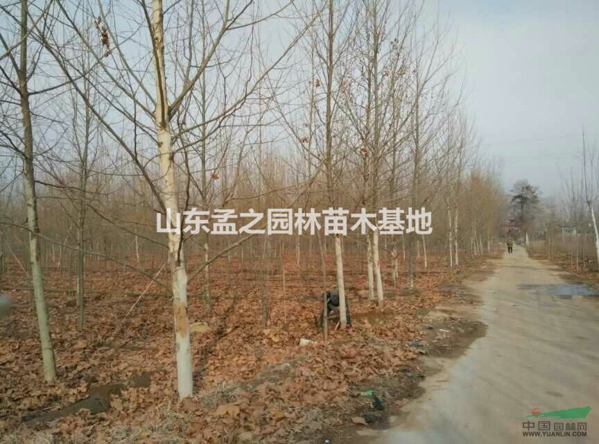 山東優(yōu)質(zhì)法桐批發(fā)供應(yīng)