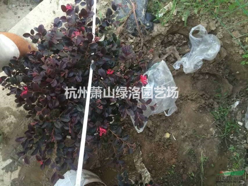 浙江省杭州市蕭山區(qū)紅花繼木小毛球