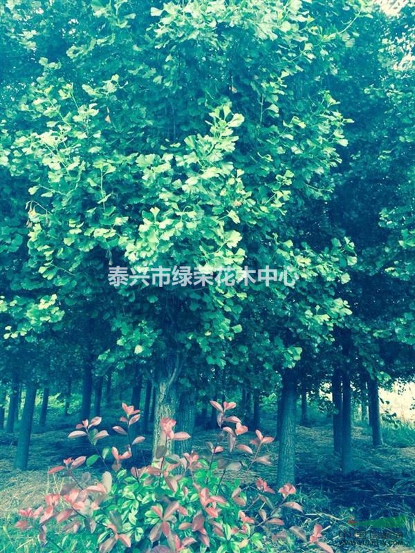 5-12公分銀杏，江蘇銀杏，銀杏基地，銀杏價(jià)格