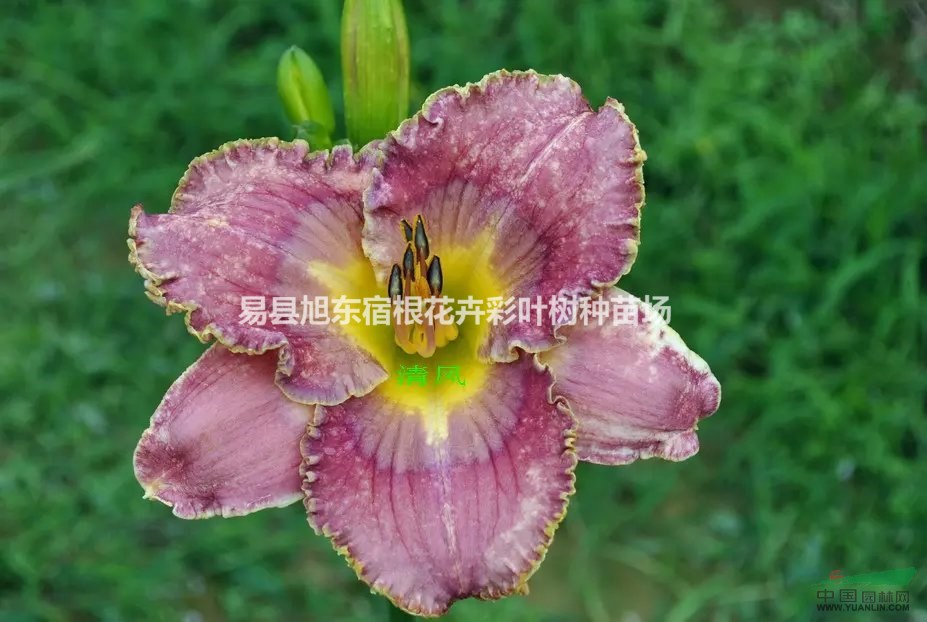 衡水宿根花卉 衡水宿根花卉價(jià)格 衡水宿根花卉批發(fā)