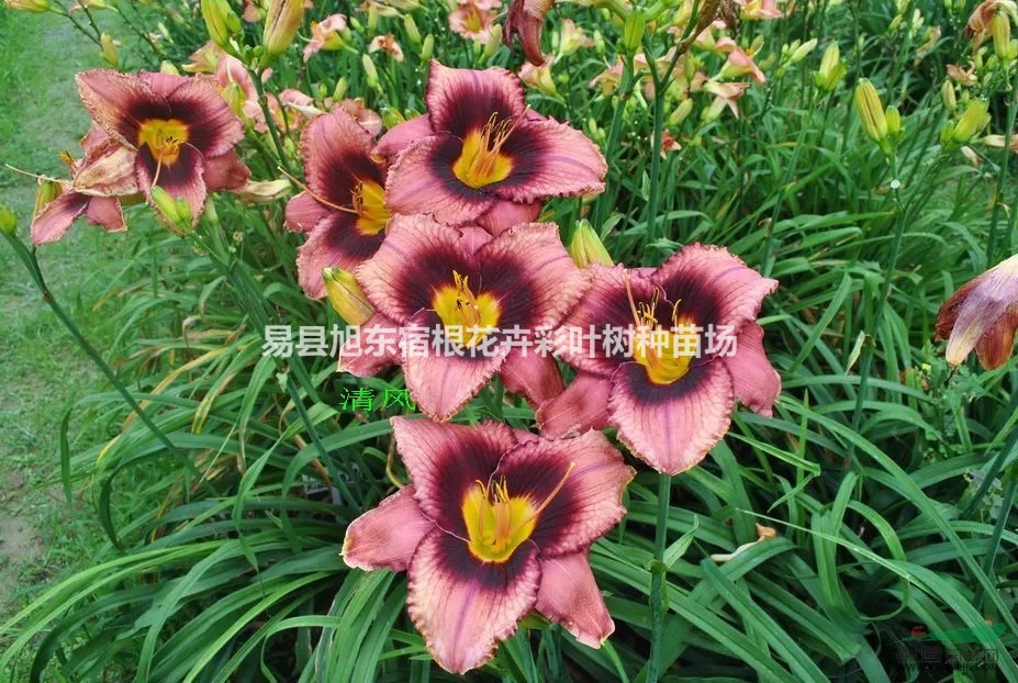 陽(yáng)泉宿根花卉 陽(yáng)泉宿根花卉價(jià)格 陽(yáng)泉宿根花卉批發(fā)