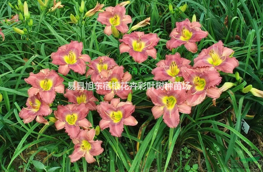 陽(yáng)泉宿根花卉 陽(yáng)泉宿根花卉價(jià)格 陽(yáng)泉宿根花卉批發(fā)