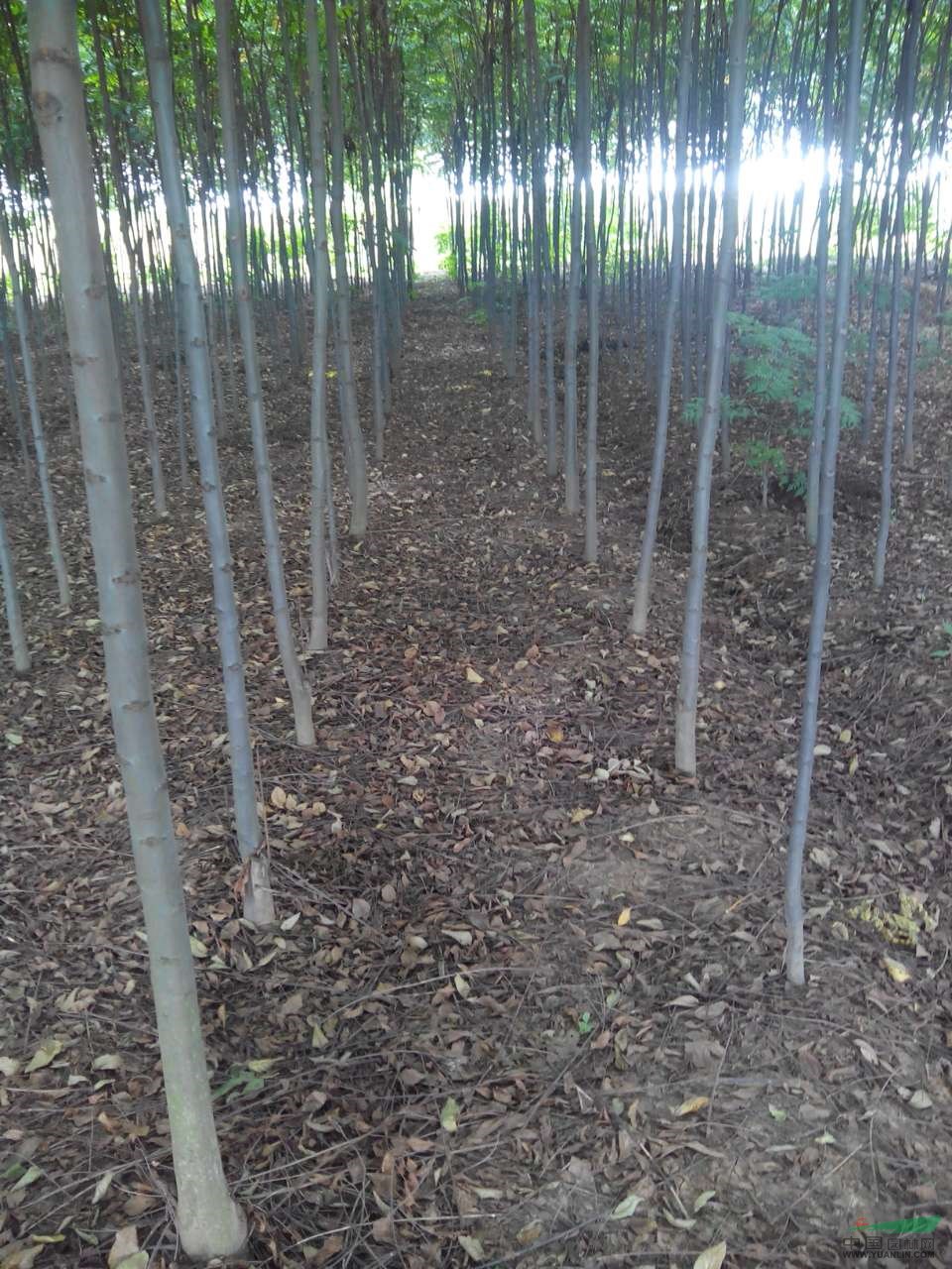 黃山欒樹(shù) 句容欒樹(shù) 欒樹(shù)價(jià)格
