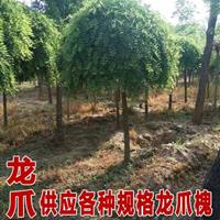 國槐冠幅造型  20公分國槐冠幅  國槐綠化苗木種植基地