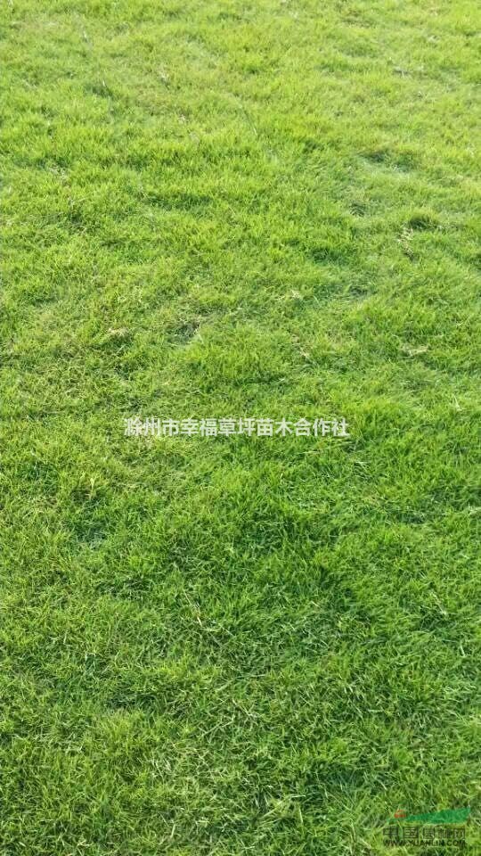 供應(yīng)馬尼拉草坪