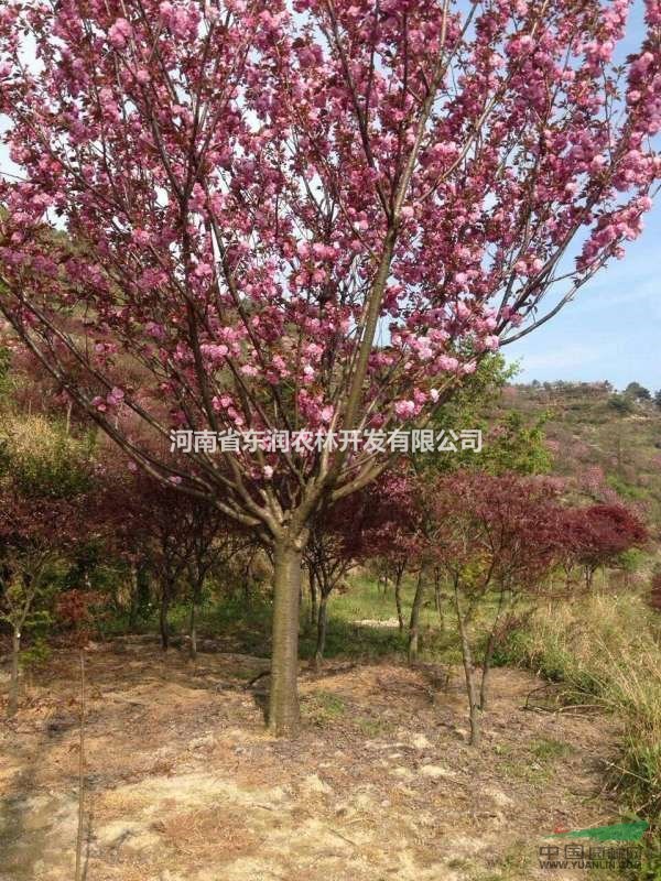 櫻花 櫻花樹 日本櫻花苗