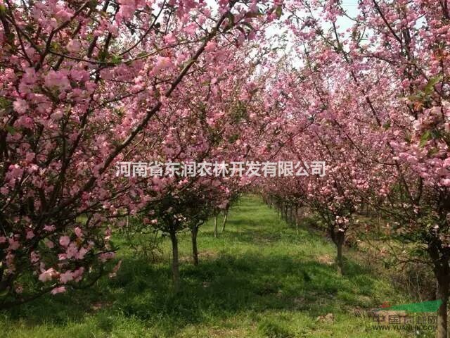 櫻花 櫻花樹 日本櫻花苗