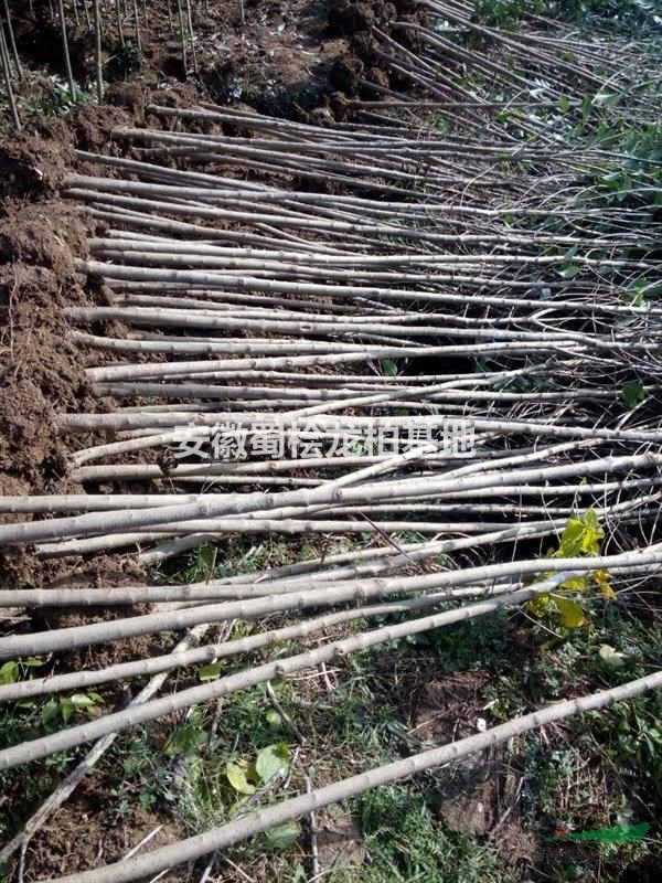 來安縣舜山鎮(zhèn)大葉女貞基地