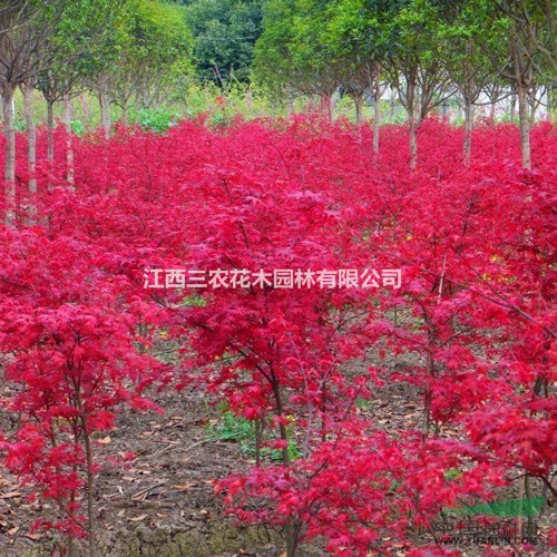 日本紅楓（紅舞姬）-哪些土壤因素導(dǎo)致日本紅楓長(zhǎng)勢(shì)不良