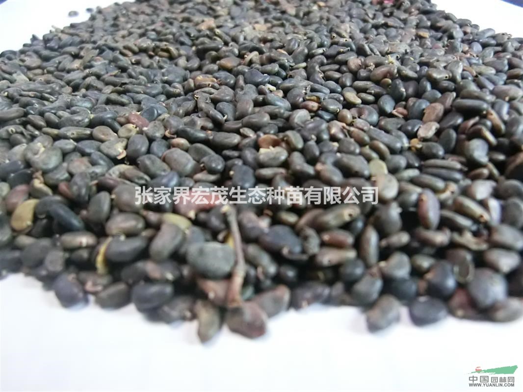 刺槐。蜜源植物。張家界地區(qū)供應。