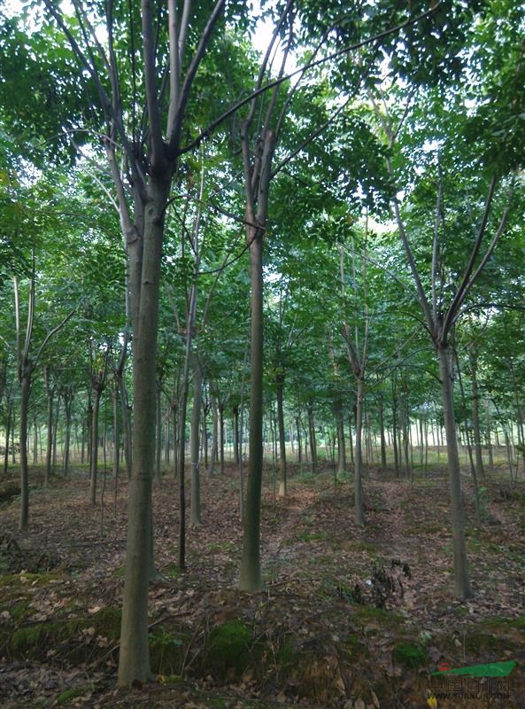 栾树栾树价格