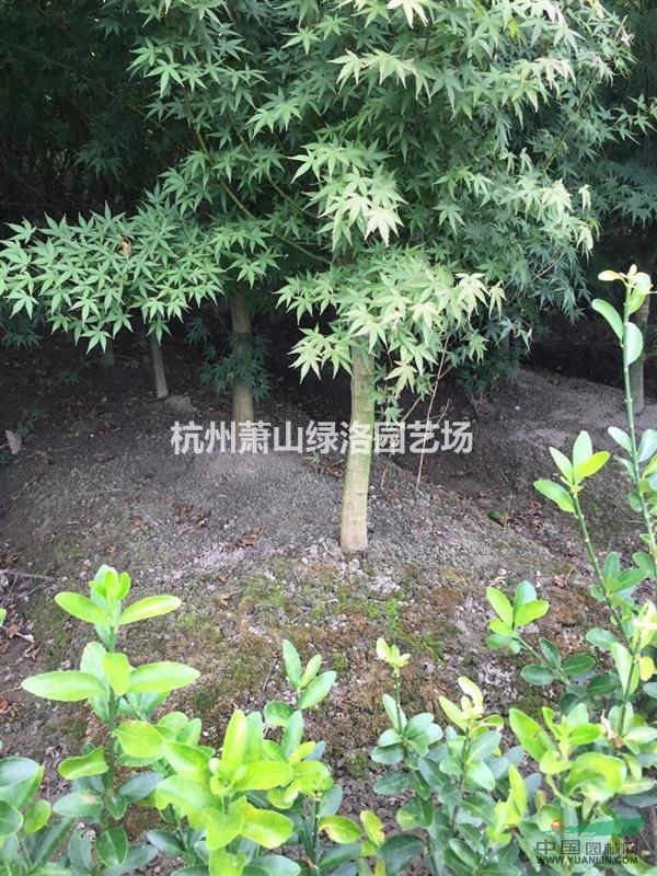 浙江省杭州市蕭山區(qū)供應(yīng)雞爪槭
