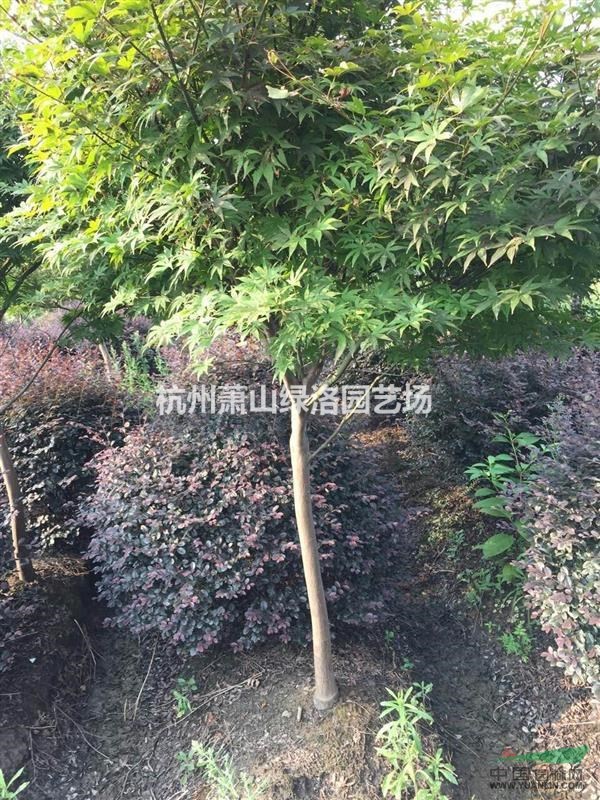 浙江省杭州市蕭山區(qū)供應(yīng)雞爪槭