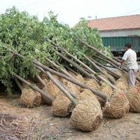 大量供應(yīng)雪松，廣玉蘭，紅葉石楠，大葉女貞，香樟等等