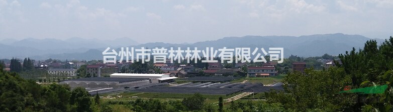 輕基質(zhì)無紡布容器苗