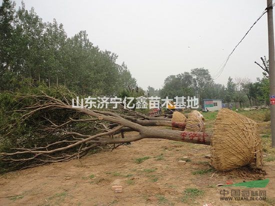 10公分國槐多少錢/14公分國槐價(jià)格