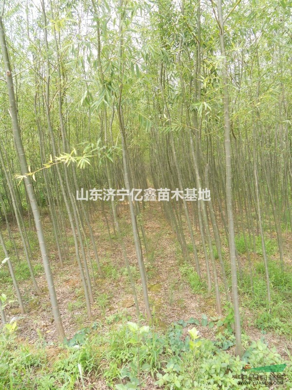 2015年國槐苗木價格表及便宜貨源產(chǎn)地,金枝國槐價格