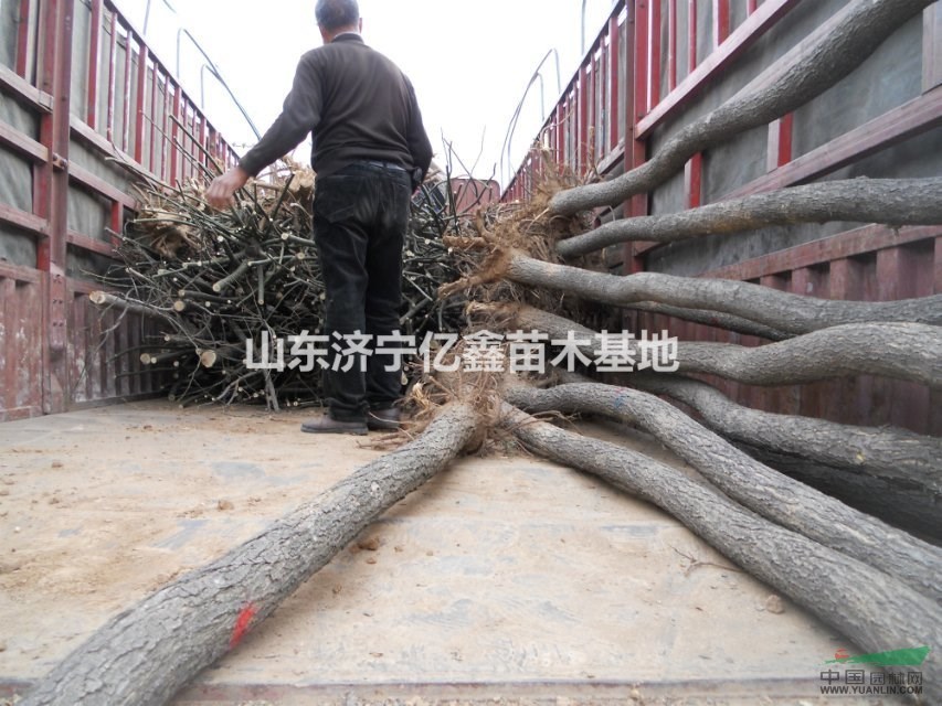 2015年國槐苗木價格表及便宜貨源產(chǎn)地,金枝國槐價格