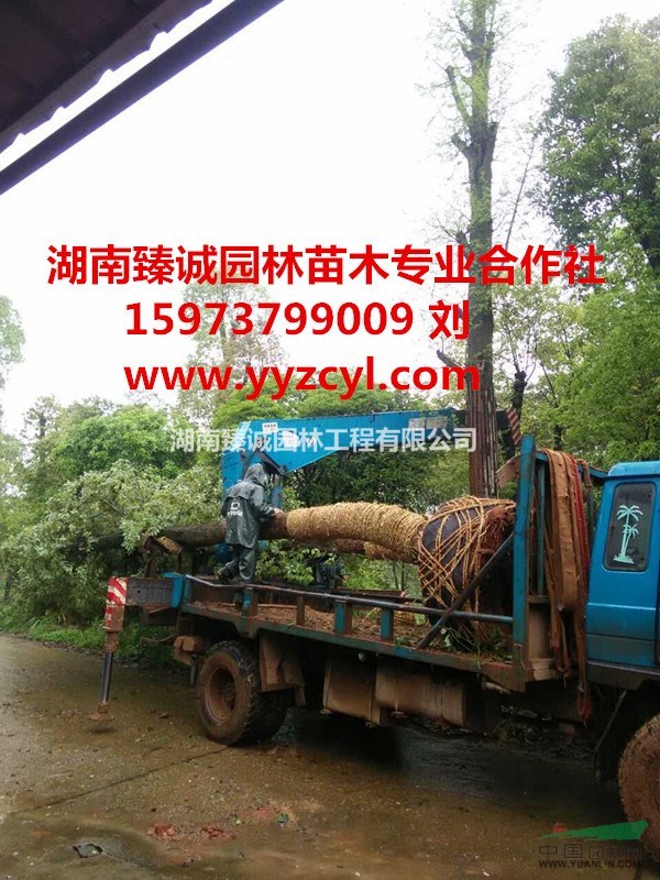 湖南香樟 益陽(yáng)香樟樹 香樟樹價(jià)格 30公分香樟哪里便宜