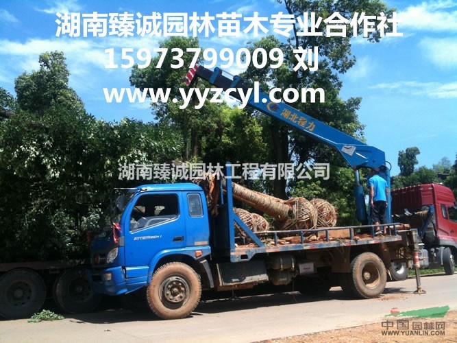 湖南香樟 益陽(yáng)香樟樹 香樟樹價(jià)格 30公分香樟哪里便宜