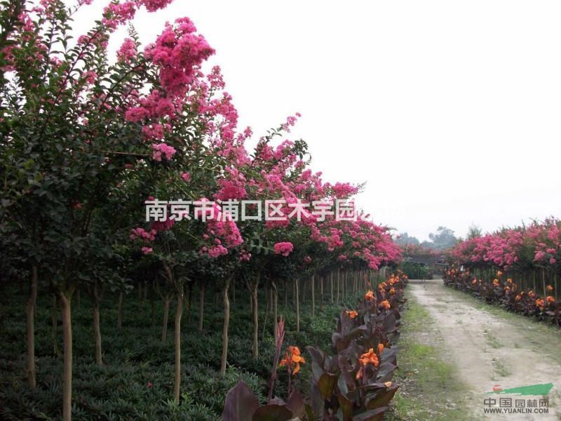 紫薇 百日紅 南京 江蘇 報(bào)價(jià) 