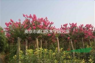 紫薇 百日紅 南京 江蘇 報(bào)價(jià) 
