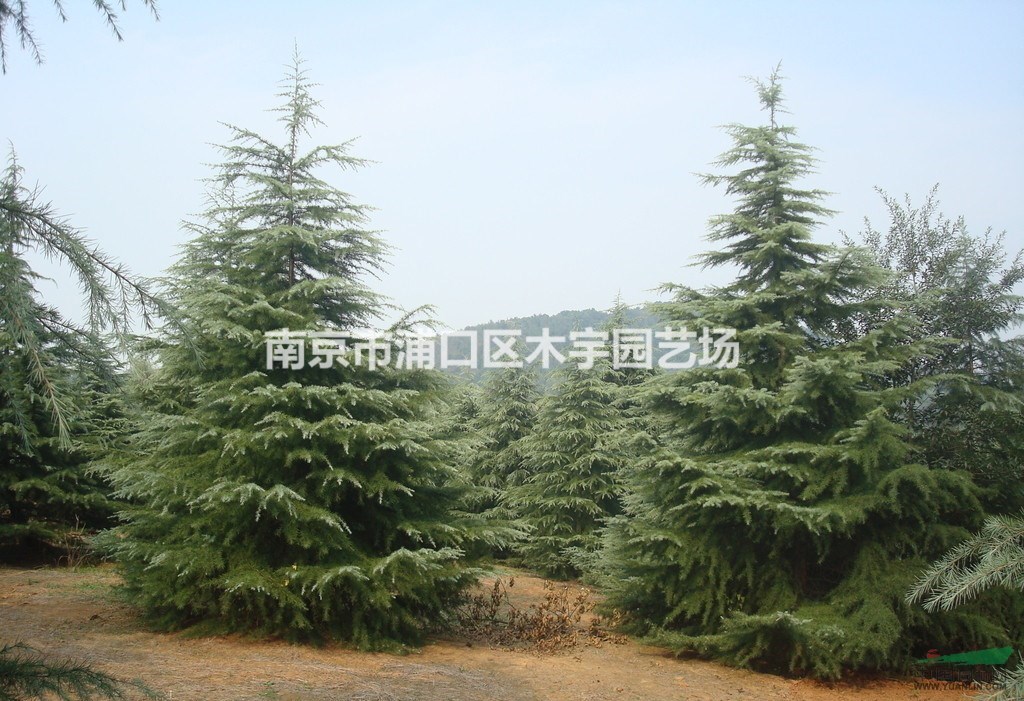 江蘇 南京 雪松 湯泉 報(bào)價(jià)