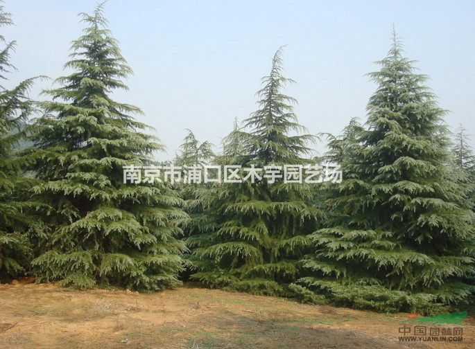 江蘇 南京 雪松 湯泉 報(bào)價(jià)