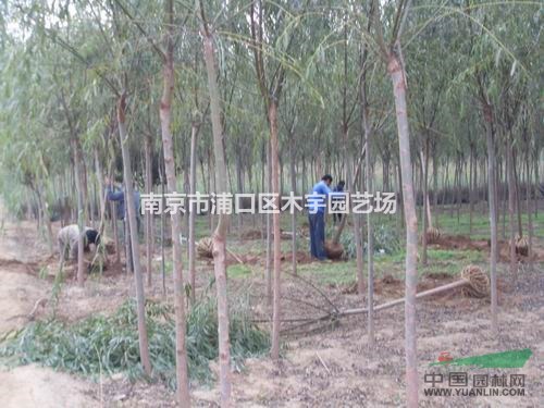 垂柳 報(bào)價(jià) 江蘇 南京 景觀樹(shù) 青皮
