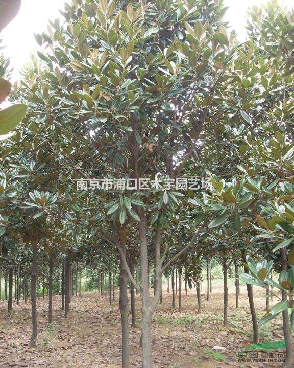 廣玉蘭 低價  江蘇 長青葉 報價