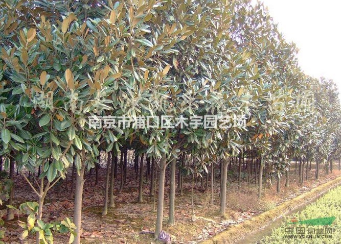 廣玉蘭 低價  江蘇 長青葉 報價