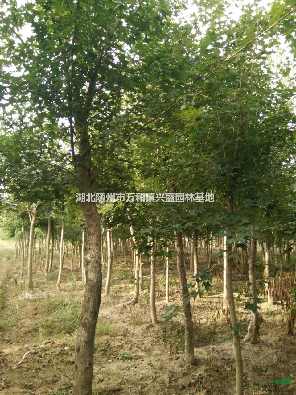 湖北五角楓基地在哪里？最便宜五角楓批發(fā)價錢是多少？