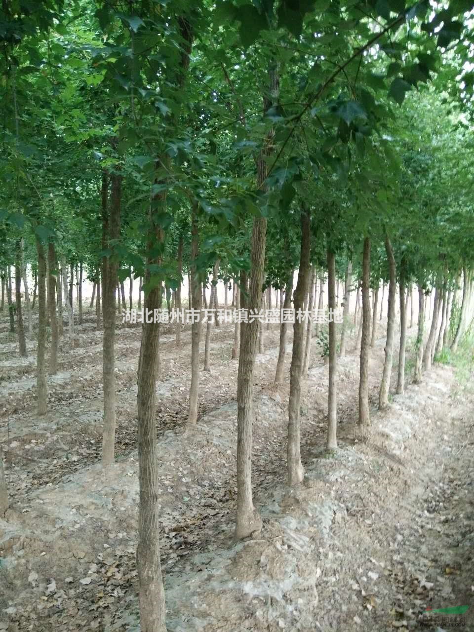 湖北五角楓基地在哪里？最便宜五角楓批發(fā)價錢是多少？