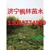 出售各種規(guī)格的金葉榆