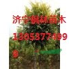 出售各種規(guī)格的金葉榆