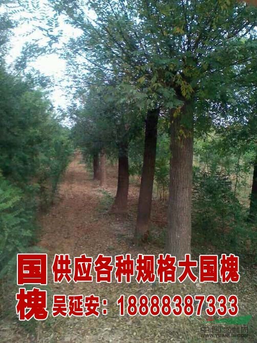 山東國槐供應(yīng)信息  國槐價格  國槐種植基地