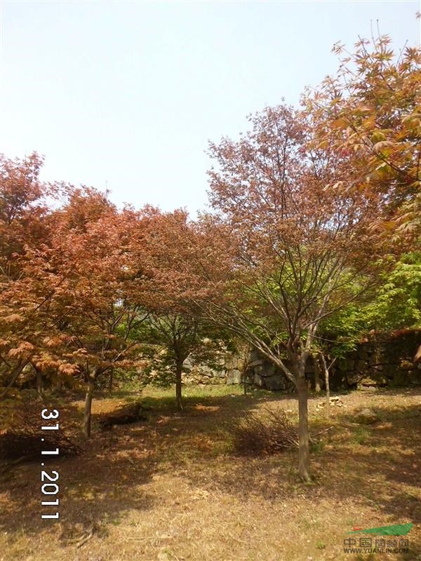浙江地區(qū)16公分紅楓