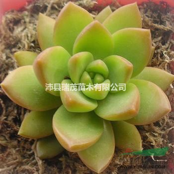 女雛  白鳥 虹之玉  黑王子  黃麗  黃金萬年草 觀音蓮