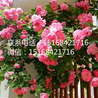 低價直銷/大量供應(yīng)/藤本月季/薔薇/薔薇花