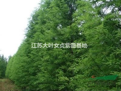 供应池杉、落羽杉与墨西哥落羽杉-耐水湿植物基地