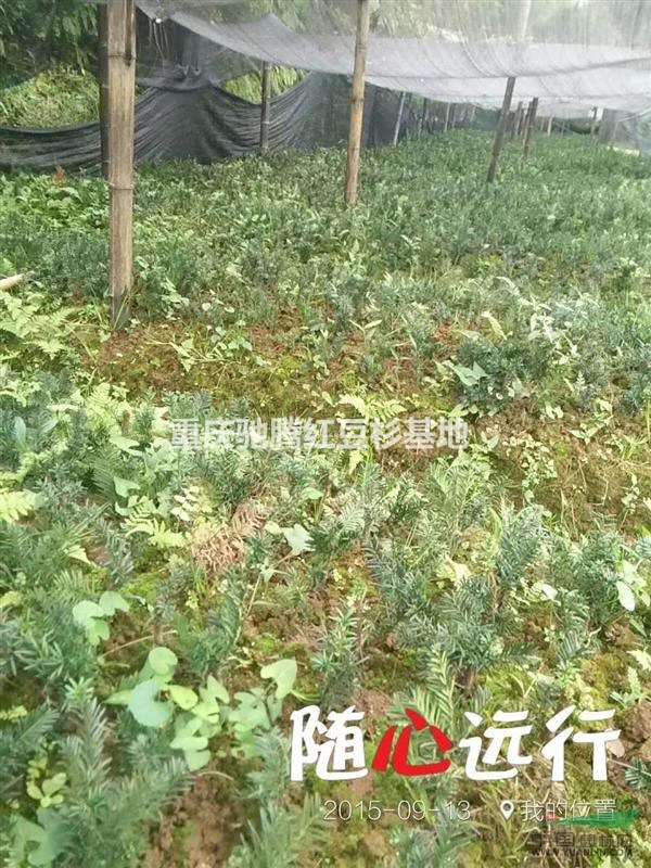 “植物大熊貓”。曼地亞紅豆杉二年苗