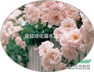 月季