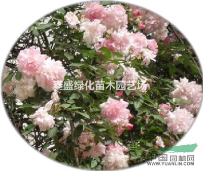 藤本月季