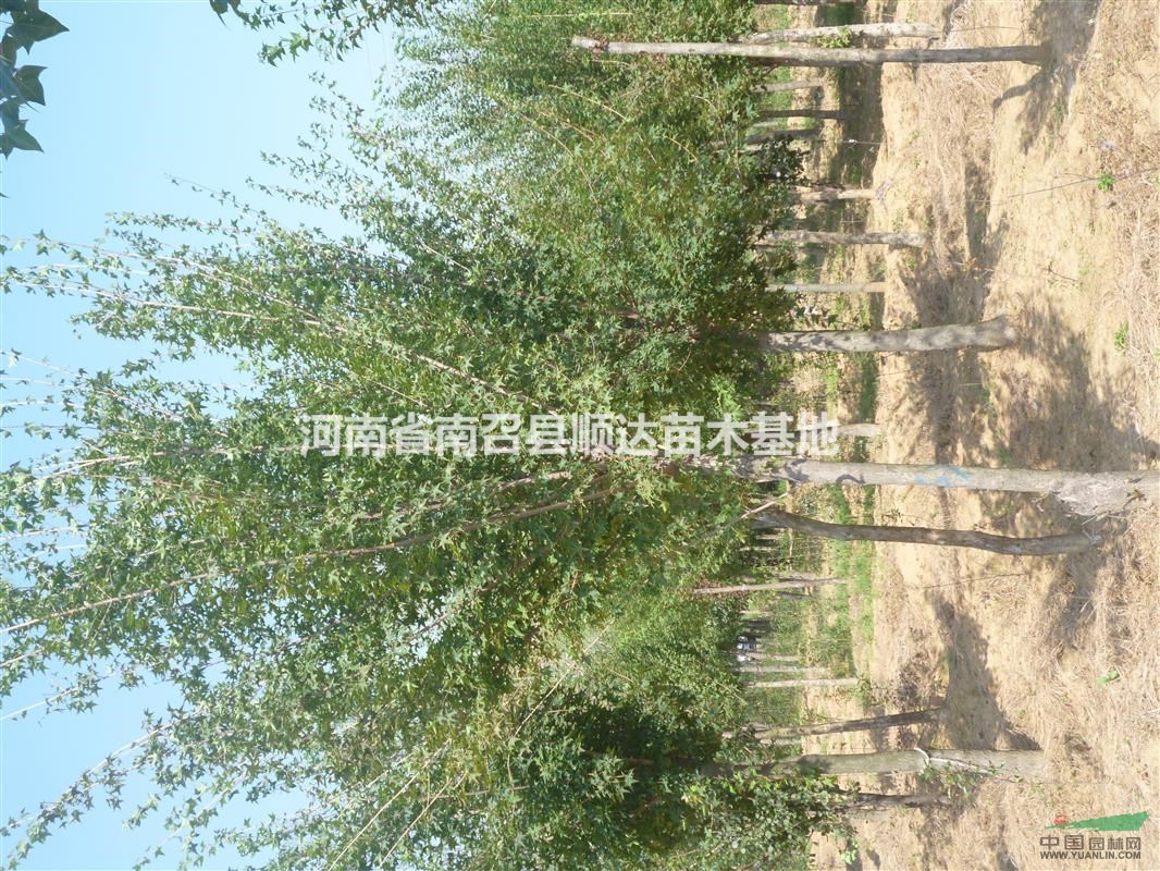 河南供應(yīng)、元寶楓、北京欒、黃櫨、皂角、木瓜、巨紫荊、紅玉蘭