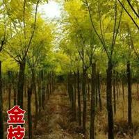 山東大葉女貞種植基地  大葉女貞價格及種植技術(shù)  