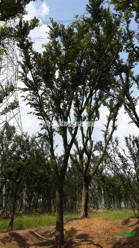 單枝樸樹的實地照片 供應(yīng)單枝樸樹