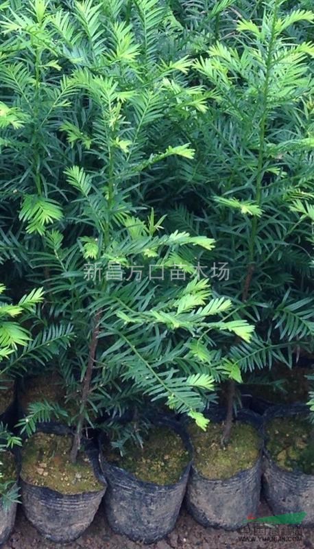 浙江地區(qū)供應(yīng)南方紅豆杉杯苗